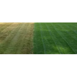 Biopon 4 kg Nawóz do trawnika zrównoważony skład zielona zdrowa darń