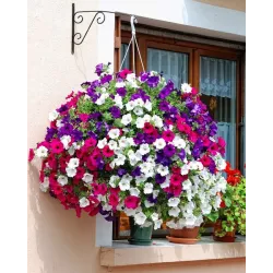 Biopon 0,25kg Nawóz mineralny do Surfinii Petunii kaskadowych Werbeny