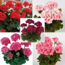 Biopon 0,25 kg Nawóz do wszystkich odmian pelargonii rabatowe zwisające pobudza kwitnienie