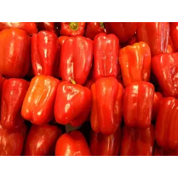 Biopon 200g Bloom! Nawóz rozpuszczalny pod pomidory pomidorki koktajlowe smaczne zdrowe owoce