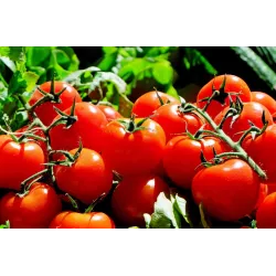Biopon 200g Bloom! Nawóz rozpuszczalny pod pomidory pomidorki koktajlowe smaczne zdrowe owoce