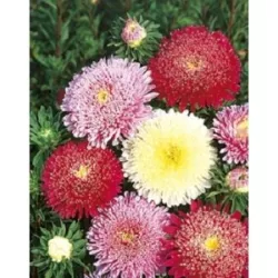 Toraf 1g Aster Książęcy mix Nasiona kwiatów mieszanka odmian