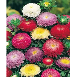 Toraf 1g Aster Książęcy mix Nasiona kwiatów mieszanka odmian