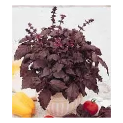 Toraf 0,5g Bazylia Czerwona nasiona zioła aromatyczna przyprawa