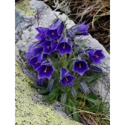 Toraf 1g Dzwonek ogrodowy mix Nasiona kwiatów dwuletnich kolory rabaty kwiat cięty