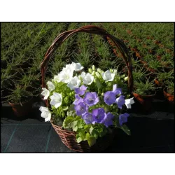 Toraf 1g Dzwonek ogrodowy mix Nasiona kwiatów dwuletnich kolory rabaty kwiat cięty