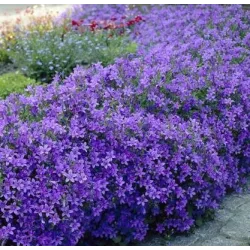 Toraf 1g Dzwonek ogrodowy mix Nasiona kwiatów dwuletnich kolory rabaty kwiat cięty