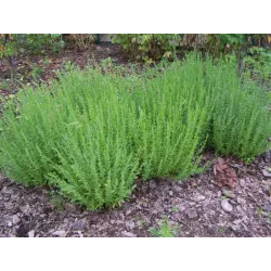 Toraf 0,5g Hyzop Lekarski Nasiona ziół przyprawa leczenie dróg oddechowych