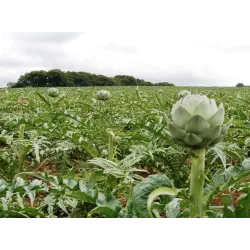 Toraf 1g Karczoch Vert de Provence Nasiona warzyw roślina ozdobna jadalna afrodyzjak