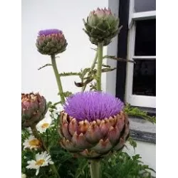 Toraf 1g Karczoch Vert de Provence Nasiona warzyw roślina ozdobna jadalna afrodyzjak