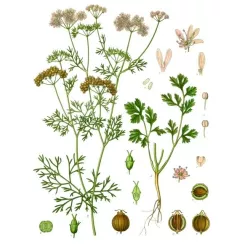 Toraf 2g Kolendra Siewna Nasiona ziół wspomaga układ pokarmowy przyprawa