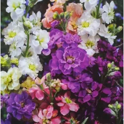 Toraf 0,5g Lewkonia Letnia Mix Nasiona kwiatów pachnących mieszanka kolorów