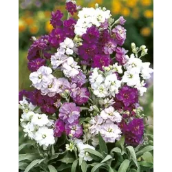 Toraf 0,5g Lewkonia Letnia Mix Nasiona kwiatów pachnących mieszanka kolorów