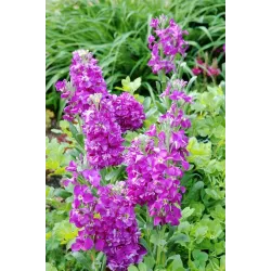 Toraf 0,5g Lewkonia Letnia Mix Nasiona kwiatów pachnących mieszanka kolorów