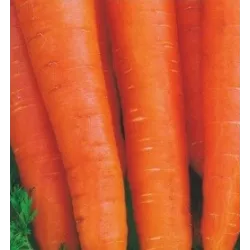 Toraf 5g Marchew Pierwszy Zbiór Bardzo Wczesna Nasiona warzyw do bezpośredniego spożycia