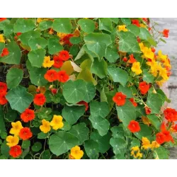 Toraf 5g Nasturcja Karłowa Mix Nasiona kwiatów mieszanka kolorów balkony skrzynki rabatki