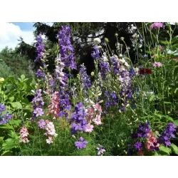 Toraf 1g Ostróżka Letnia Ogrodowa Pełna Mix Nasiona kwiatów rabatki kwiat cięty