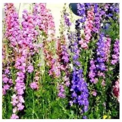 Toraf 1g Ostróżka Letnia Ogrodowa Pełna Mix Nasiona kwiatów rabatki kwiat cięty