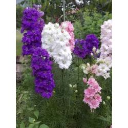 Toraf 1g Ostróżka Letnia Ogrodowa Pełna Mix Nasiona kwiatów rabatki kwiat cięty