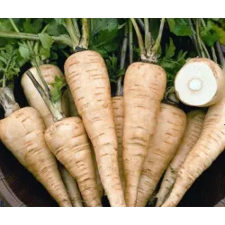 Toraf 5g Pasternak Półdługi Biały Guernsey Nasiona warzyw delikatny w smaku wysokie wartości odżywcze