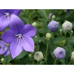 Toraf 0,2g Rozwar Platykodon Bylina Nasiona kwiatów na rabaty kwiat cięty