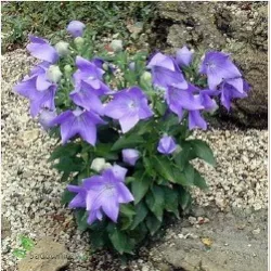 Toraf 0,2g Rozwar Platykodon Bylina Nasiona kwiatów na rabaty kwiat cięty