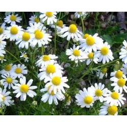 Toraf 0,5g Rumianek Pospolity Nasiona ziół działa odprężająco relaksacyjnie właściwości lecznicze