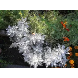 Toraf 0,2g Starzec Mrozy Ząbkowane Nasiona kwiatów roślina jednoroczna skalniaki rabatki