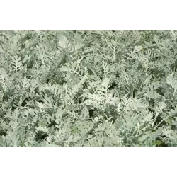 Toraf 0,2g Starzec Mrozy Ząbkowane Nasiona kwiatów roślina jednoroczna skalniaki rabatki