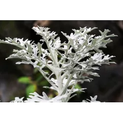 Toraf 0,2g Starzec Mrozy Ząbkowane Nasiona kwiatów roślina jednoroczna skalniaki rabatki