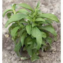 Toraf 0,01g Stewia Miodowy Liść Nasiona ziół 20 razy słodsza od cukru zamiennik cukru