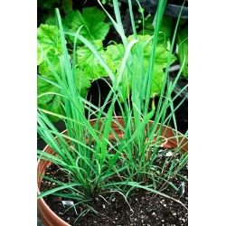 Toraf 0,1g Trawa Cytrynowa Nasiona ziół dodatek do herbaty drinków potraw kuchni azjatyckich