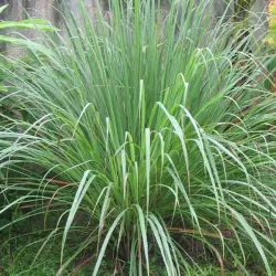 Toraf 0,1g Trawa Cytrynowa Nasiona ziół dodatek do herbaty drinków potraw kuchni azjatyckich