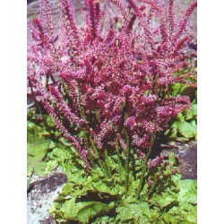 Toraf 0,2g Zatrwian Suworowa Nasiona kwiatów Rabatki Kwiat cięty Suche bukiety