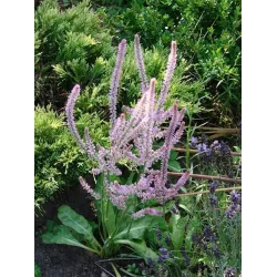 TORSEED 0,1G ZATRWIAN SUWOROWA