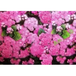 Toraf 0,3g Żeniszek Meksykański Różowy Nasiona kwiatów Roślina jednoroczna kwietniki obwódki rabaty balkon