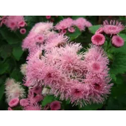 Toraf 0,3g Żeniszek Meksykański Różowy Nasiona kwiatów Roślina jednoroczna kwietniki obwódki rabaty balkon