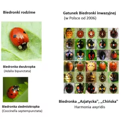 Sumin 20g Mospilan 20SP Środek owadobójczy opuchlaki czerwce biedronka azjatycka mszyce