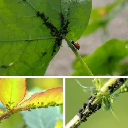 Sumin 20g Mospilan 20SP Środek owadobójczy opuchlaki czerwce biedronka azjatycka mszyce