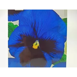 Toraf 0,2g Bratek niebieski z czarnym oczkiem Nasiona roślina dwutelnia nasadzenia rabatki balkony