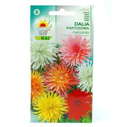 Toraf 0,5g Dalia Kaktusowa mix Nasiona kwiatów Piękne duże kwiaty Rabatki kwiat cięty