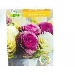 Toraf 10szt. Kapusta Ozdobna Łodygowa Sunrise Mix Nasiona roślin ozdobnych mieszanka kolorów