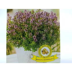 Toraf 0,5g Tymianek Właściwy Nasiona ziół Przyprawy Aromatyczne zioło Działanie napotne moczopędne