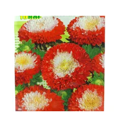 Toraf 0,5g Aster Pomponowy Hi-No-Maru Nasiona wysoki trójbarwne kwiaty