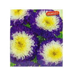 Toraf 1g Aster Książęcy Ruckley Supreme Nasiona wysoki niebiesko-białe kwiaty