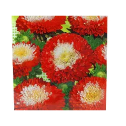 Toraf 1g Aster Książęcy Gusford Supreme Nasiona żółto-biało-czerwone kwiaty wysoka odmiana