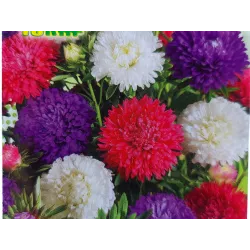 Toraf 1g Aster karłowy mix Nasiona mieszanka kolorów obficie kwitnące kolorowa rabatka