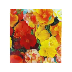 Toraf 1g Eszolcja Kalifornijska mix kolorów Nasiona kwiatów jednorocznych wysokie rabatki