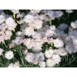 Toraf 0,5g Goździk pierzasty Spring Beauty Nasiona kwiatów Bylina wieloletnia Mieszanka kolorów