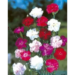 Toraf 0,5g Goździk pierzasty Spring Beauty Nasiona kwiatów Bylina wieloletnia Mieszanka kolorów